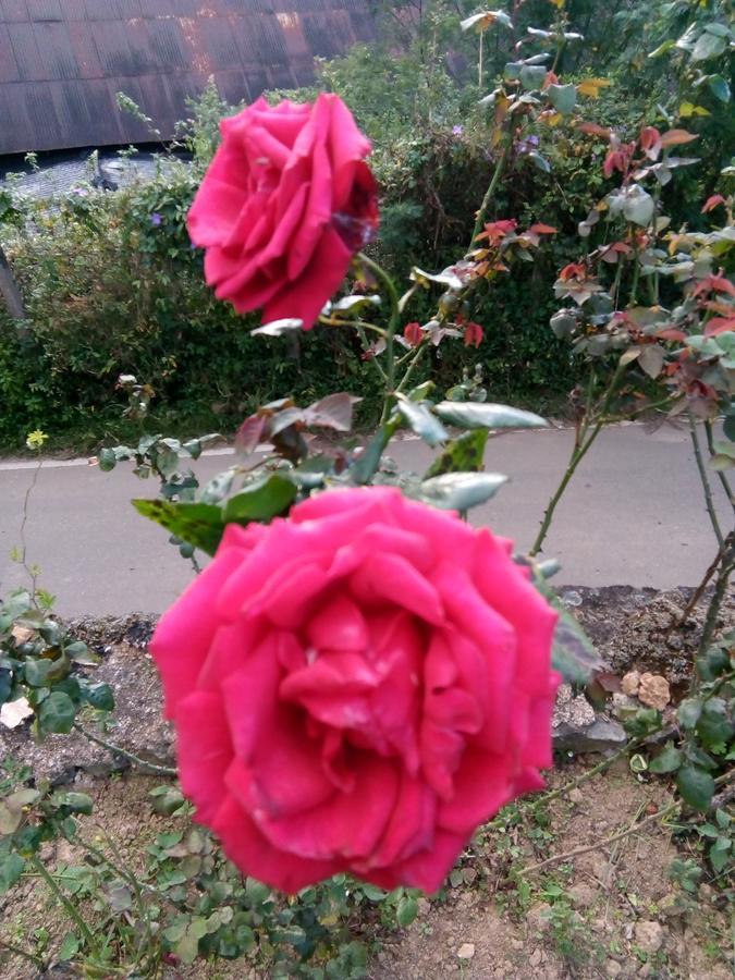 Nuwara Eliya Mountain View Homestay מראה חיצוני תמונה